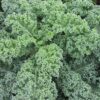 Kale - Vates Blue Curled - St. Clare Heirloom Seeds