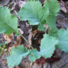 Kale - Vates Dwarf Blue Curled - St. Clare Heirloom Seeds