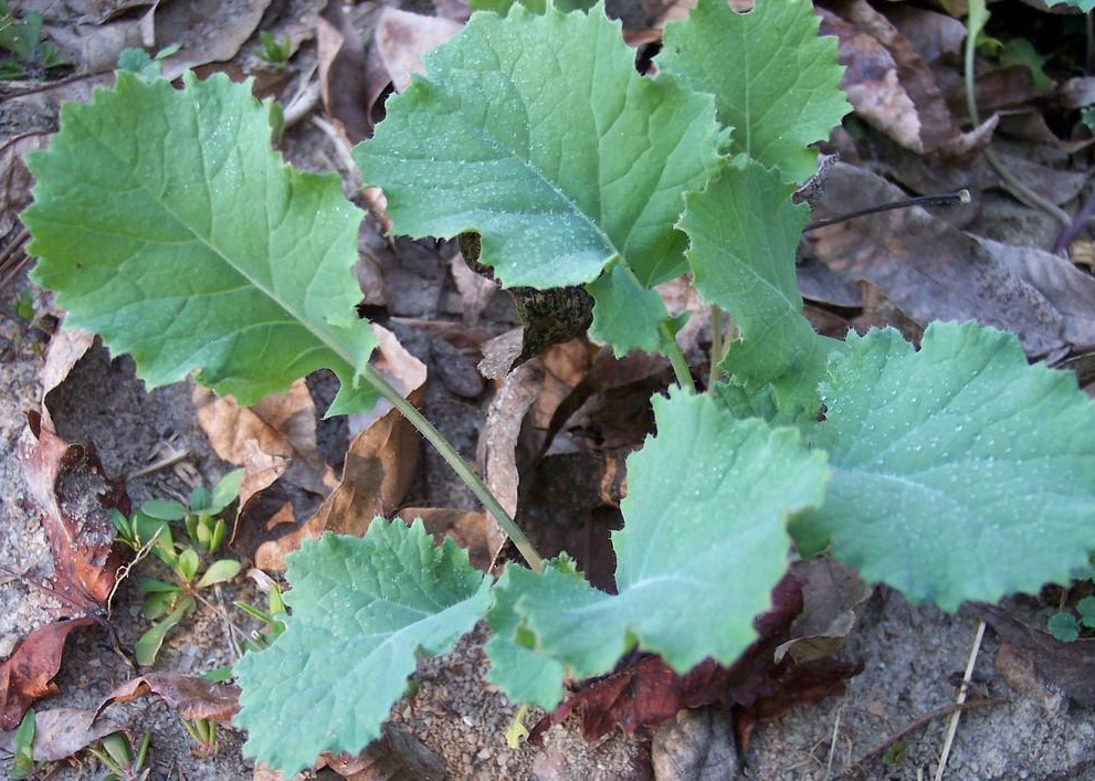 Kale - Vates Dwarf Blue Curled - St. Clare Heirloom Seeds