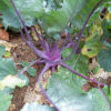 Kohlrabi - Early Purple Vienna - St. Clare Heirloom Seeds