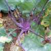 Kohlrabi - Early Purple Vienna - St. Clare Heirloom Seeds