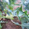 Kohlrabi - Early White Vienna - St. Clare Heirloom Seeds