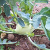 Kohlrabi - Early White Vienna - St. Clare Heirloom Seeds