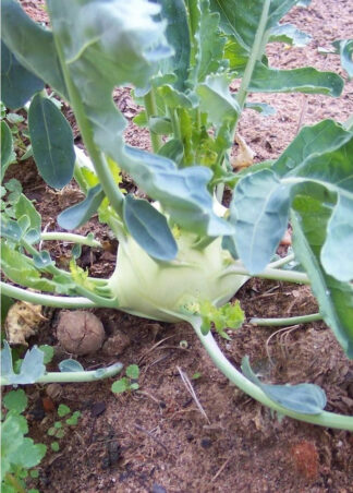 Kohlrabi - Early White Vienna - St. Clare Heirloom Seeds