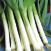 Leek - American Flag - St. Clare Heirloom Seeds