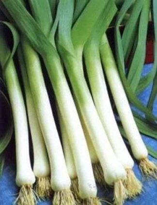 Leek - American Flag - St. Clare Heirloom Seeds