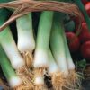 Leek - Giant Musselburgh - St. Clare Heirloom Seeds