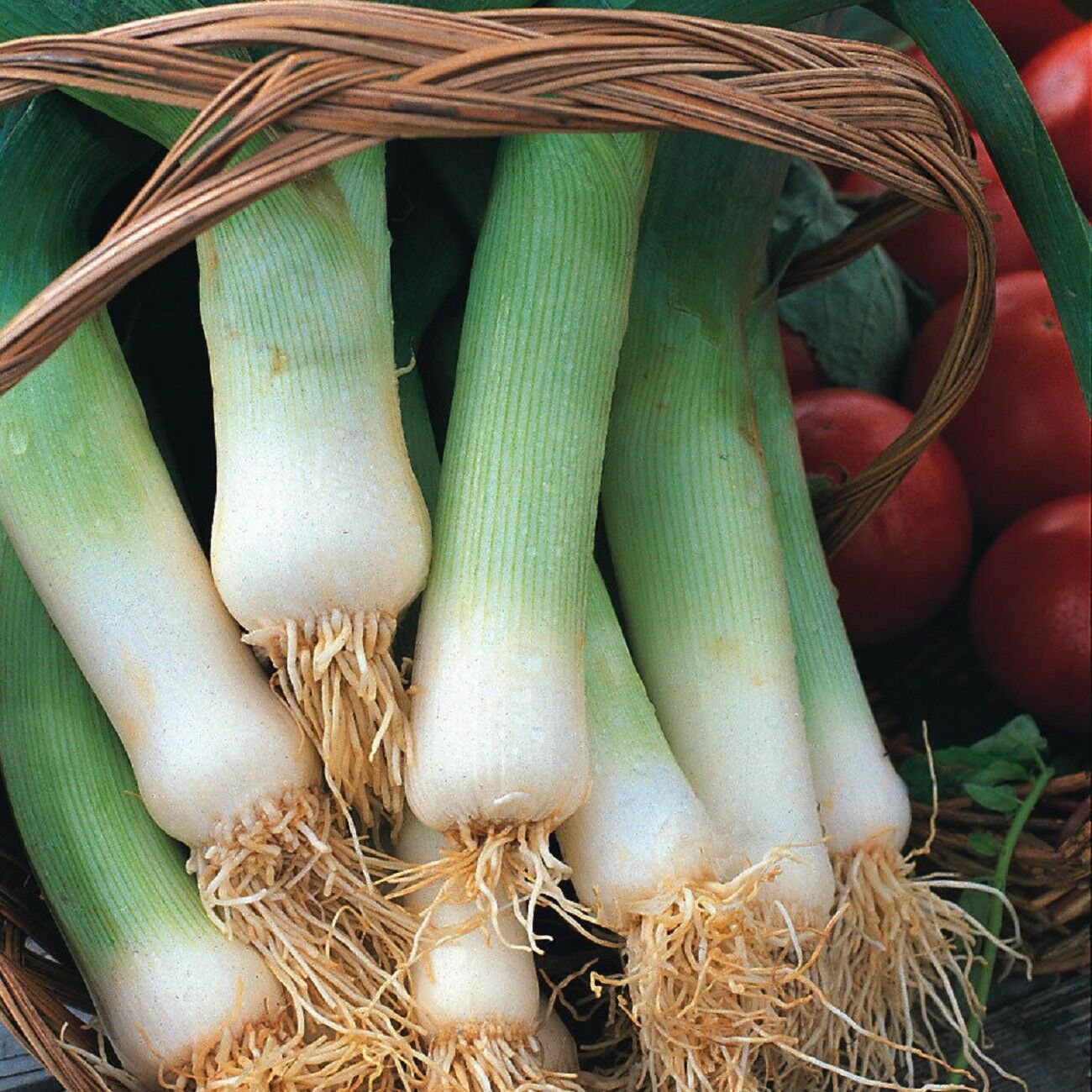 Leek - Giant Musselburgh - St. Clare Heirloom Seeds