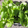 Lettuce, Head - Buttercrunch - St. Clare Heirloom Seeds