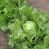 Lettuce, Head - Great Lakes 118 - St. Clare Heirloom Seeds