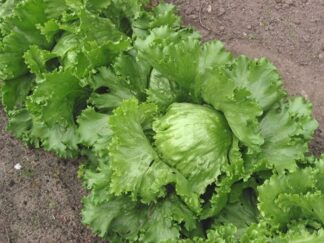 Lettuce, Head - Great Lakes 118 - St. Clare Heirloom Seeds