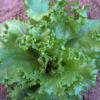 Lettuce, Head - Iceberg - St. Clare Heirloom Seeds