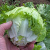 Lettuce, Head - Iceberg - St. Clare Heirloom Seeds