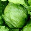 Lettuce, Head - Summertime - St. Clare Heirloom Seeds