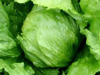 Lettuce, Head - Summertime - St. Clare Heirloom Seeds
