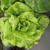 Lettuce, Heading - Buttercrunch Forming Head - St. Clare Heirloom Seeds