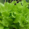 Lettuce, Loose Leaf - Black Seeded Simpson - St. Clare Heirloom Seeds