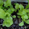 Lettuce, Loose Leaf - Black Seeded Simpson Seedling or Young Plant - St. Clare Heirloom Seeds