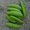Super Sugar Snap Pea - St. Clare Heirloom Seeds