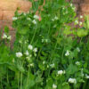 Super Sugar Snap Pea - St. Clare Heirloom Seeds