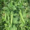 Super Sugar Snap Pea - St. Clare Heirloom Seeds