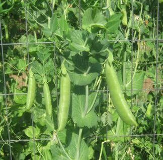 Super Sugar Snap Pea - St. Clare Heirloom Seeds