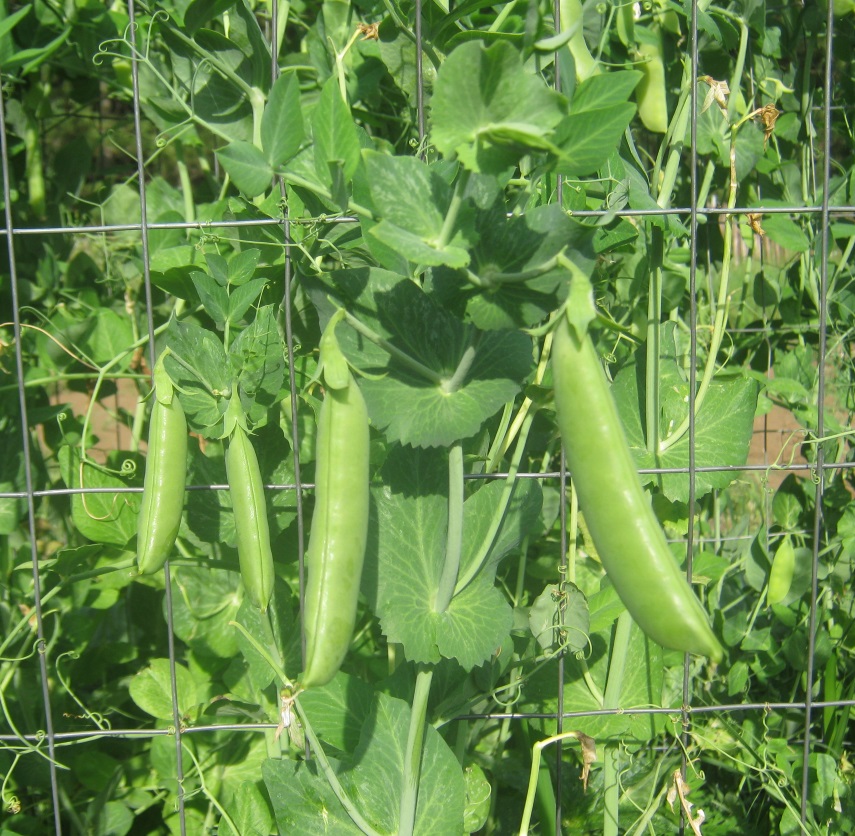 Super Sugar Snap Pea - St. Clare Heirloom Seeds