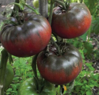 Tomato - Black From Tula - St. Clare Heirloom Seeds