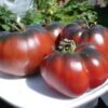 Tomato - Black Krim - St. Clare Heirloom Seeds