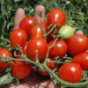 Tomato, Cherry - Riesentraube - St. Clare Heirloom Seeds