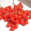 Tomato, Cherry - Riesentraube - St. Clare Heirloom Seeds