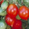 Tomato, Cherry - Riesentraube - St. Clare Heirloom Seeds