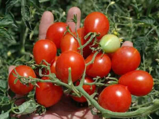 Tomato, Cherry - Riesentraube - St. Clare Heirloom Seeds