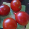 Tomato, Cherry - Riesentraube - St. Clare Heirloom Seeds