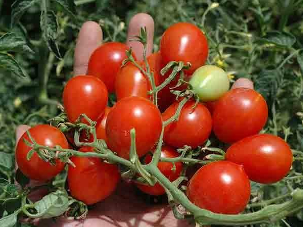 Tomato, Cherry - Riesentraube - St. Clare Heirloom Seeds