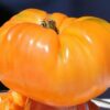 Tomato, Orange and Yellow - Beefsteak, Kentucky - St. Clare Heirloom Seeds