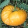 Kentucky Beefsteak Tomato - St. Clare Heirloom Seeds