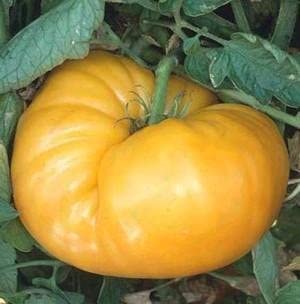 Kentucky Beefsteak Tomato - St. Clare Heirloom Seeds