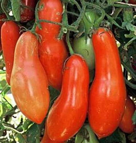 Sausage, Paste Tomato