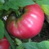 Tomato, Pink and Purple - Soldacki - St. Clare Heirloom Seeds