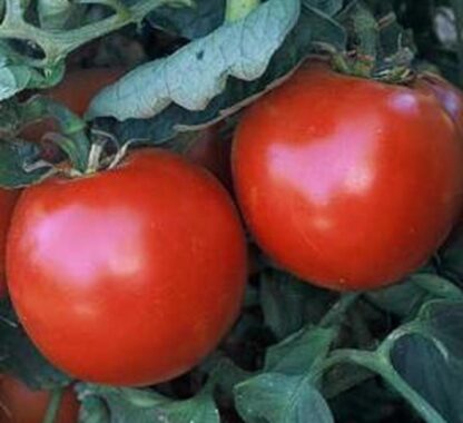 Tomato, Red - Abe Lincoln - St. Clare Heirloom Seeds