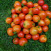 Tomato, Red - Rutgers Immature Fruit - St. Clare Heirloom Seeds