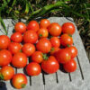 Tomato, Red - Rutgers Immature Fruit - St. Clare Heirloom Seeds