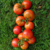 Tomato, Red - Rutgers Immature Fruit - St. Clare Heirloom Seeds