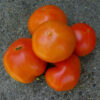 Tomato, Red - Rutgers Immature Fruit - St. Clare Heirloom Seeds