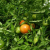 Tomato, Red - Rutgers Immature Fruit - St. Clare Heirloom Seeds