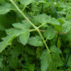 Tomato, Red - Rutgers Tomato Plant - St. Clare Heirloom Seeds
