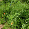 Tomato, Red - Rutgers Tomato Plant - St. Clare Heirloom Seeds