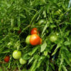 Tomato, Red - Rutgers Tomato Plant - St. Clare Heirloom Seeds