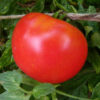 Tomato, Red - Rutgers - St. Clare Heirloom Seeds